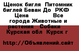 Щенок бигля. Питомник биглей Беван-До (РКФ) › Цена ­ 20 000 - Все города Животные и растения » Собаки   . Курская обл.,Курск г.